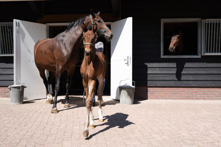 Schapen- of paardenstal hout, in uw favoriete kleur