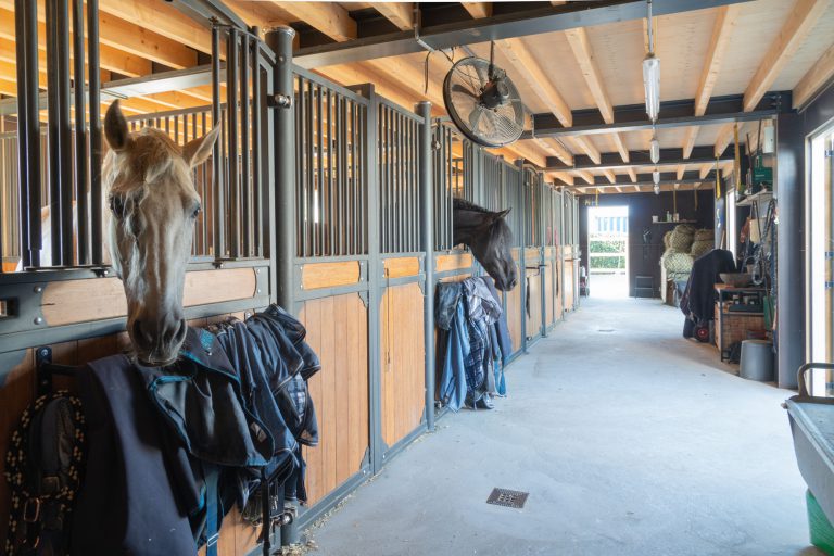 Paarden en pony’s die optimaal genieten