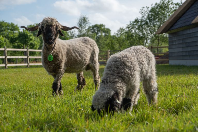 Schapen, lammetjes en geiten die optimaal genieten